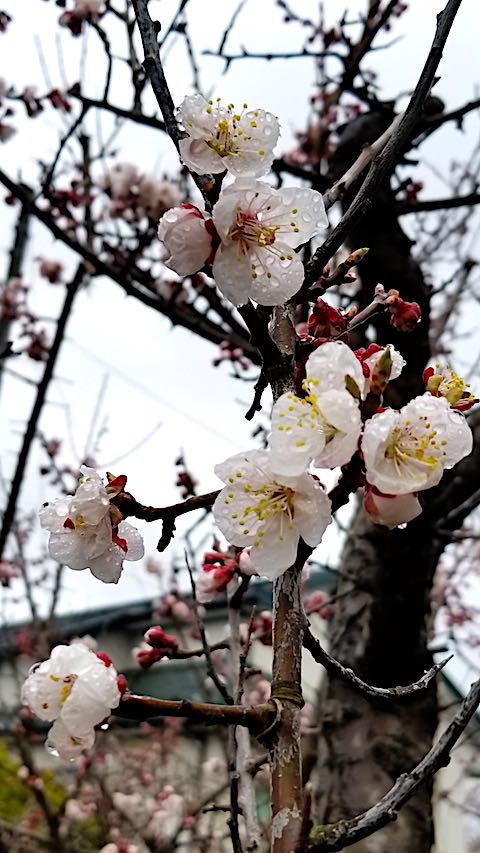 20180415Ǩ줿ߤβ