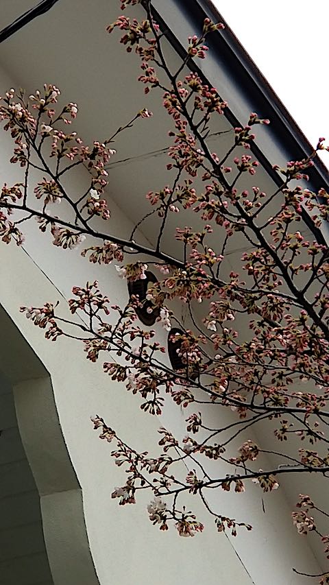 20180415᤯κβ֤