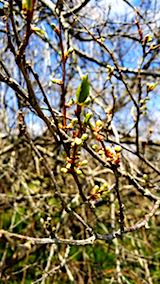 20180417ͻҥβֲ