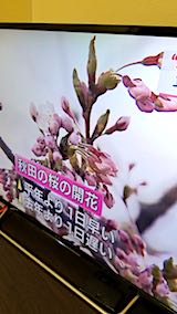 20180417NHKƥӽĤǺ3