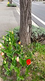 20180420ͻīƻΥ塼åפ餭Ϥ