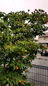 20180909��ޥܥ���1