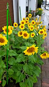 20180909�Ҥޤ��β�