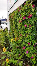 20180909���������β�