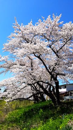 20190422ʿ褤κ綶1