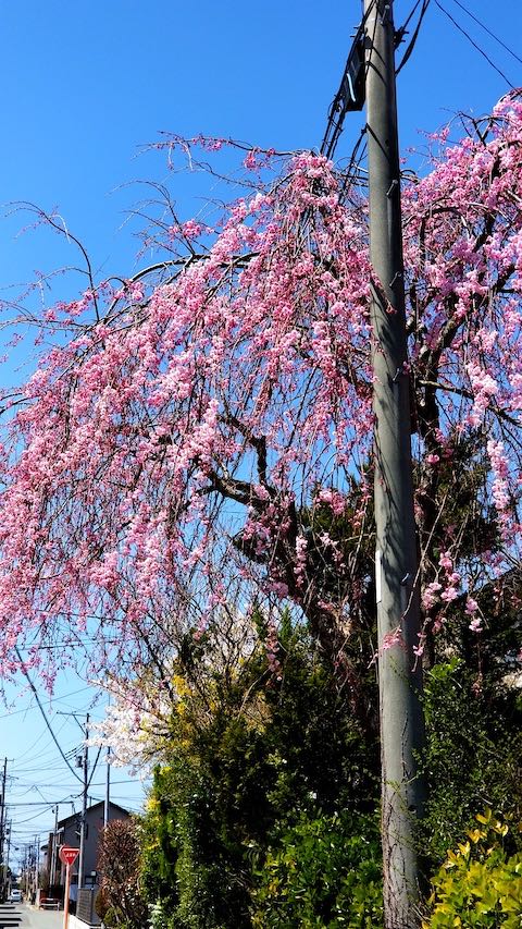 20190422ʿ褤κĲ϶褫˾2