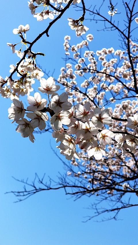 20190422ʿ褤κ沼13