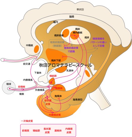 20191014OlfactorySystem