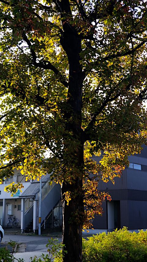 20191026朝日を浴びて輝く紅葉