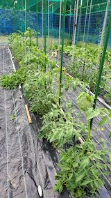 20200620野菜畑の様子