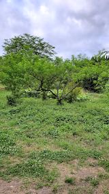 20200620八重紅枝垂れ桜のある斜面の草刈り前の様子1