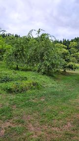 20200620八重紅枝垂れ桜のある斜面の草刈り前の様子2