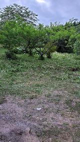 20200620八重紅枝垂れ桜のある斜面の草刈り後の様子1