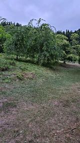 20200620八重紅枝垂れ桜のある斜面の草刈り後の様子2