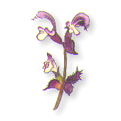ꥻ