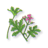˥