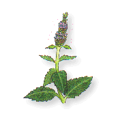 植物療法講座