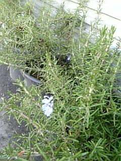 20060928ローズマリー1