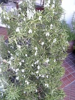 20060928ローズマリー2