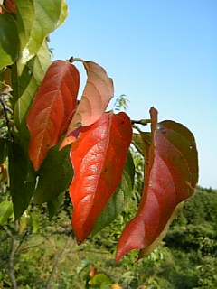 20061015柿の葉2