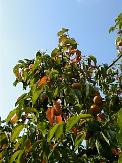 20061015柿の木