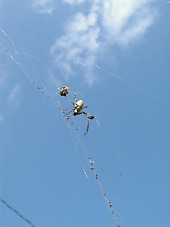 20061101クモの巣