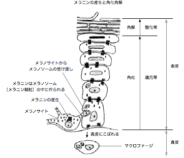 20061101˥λɽѲ