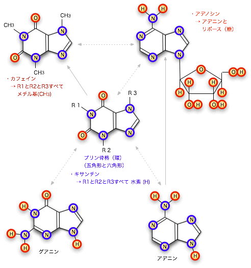 20061119カフェインの分子構造