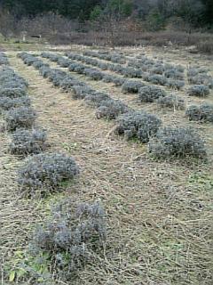 2006121ラベンダー畑1