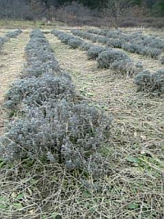 20061221ラベンダー畑2