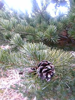 20061221松ぼっくり