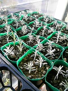 2006121ラベンダーの挿し木