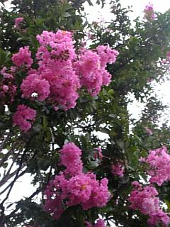 20070831륹٥