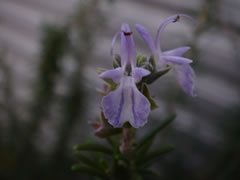 20071031ޥ꡼ץ饤꡼֥롼