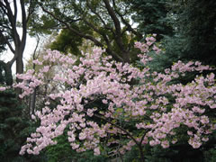20080327原宿東郷神社のさくら3