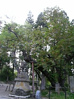 20080504虎の尾桜