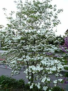 20080504ハナミズキ