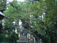 20080504虎の尾桜