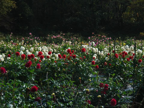 20081102굱β002