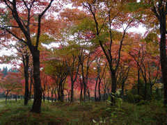 20081102̰ι008