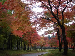 20081102̰ι009