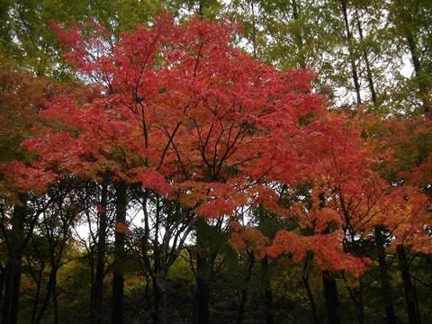 20081102̰ι011
