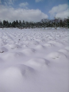 20090114ラベンダーの畑1