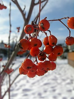 20090114ナナカマド