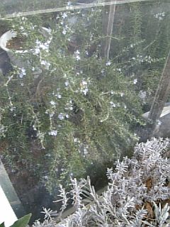 20090215ޥ꡼