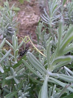 20090712٥ȪΤޤ