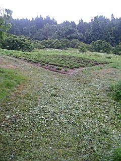 20090721٥Ȫ1