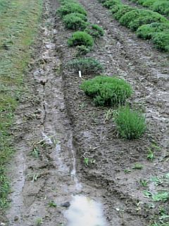 20090721٥Ȫ2