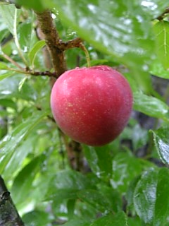 20090721