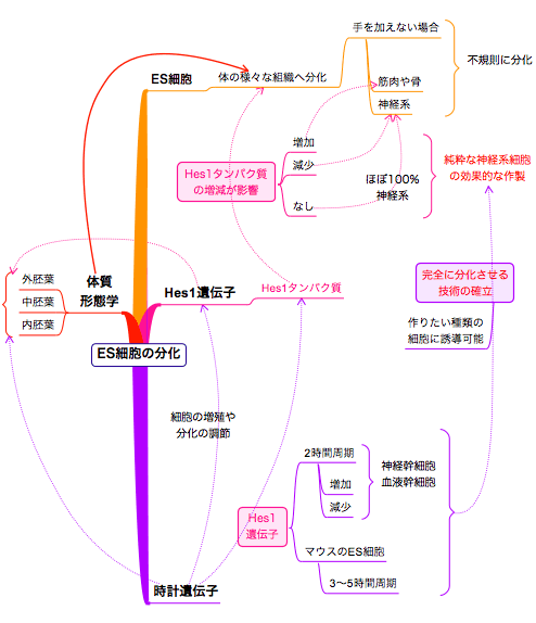 20090817Hes1ҤES˦ʬ